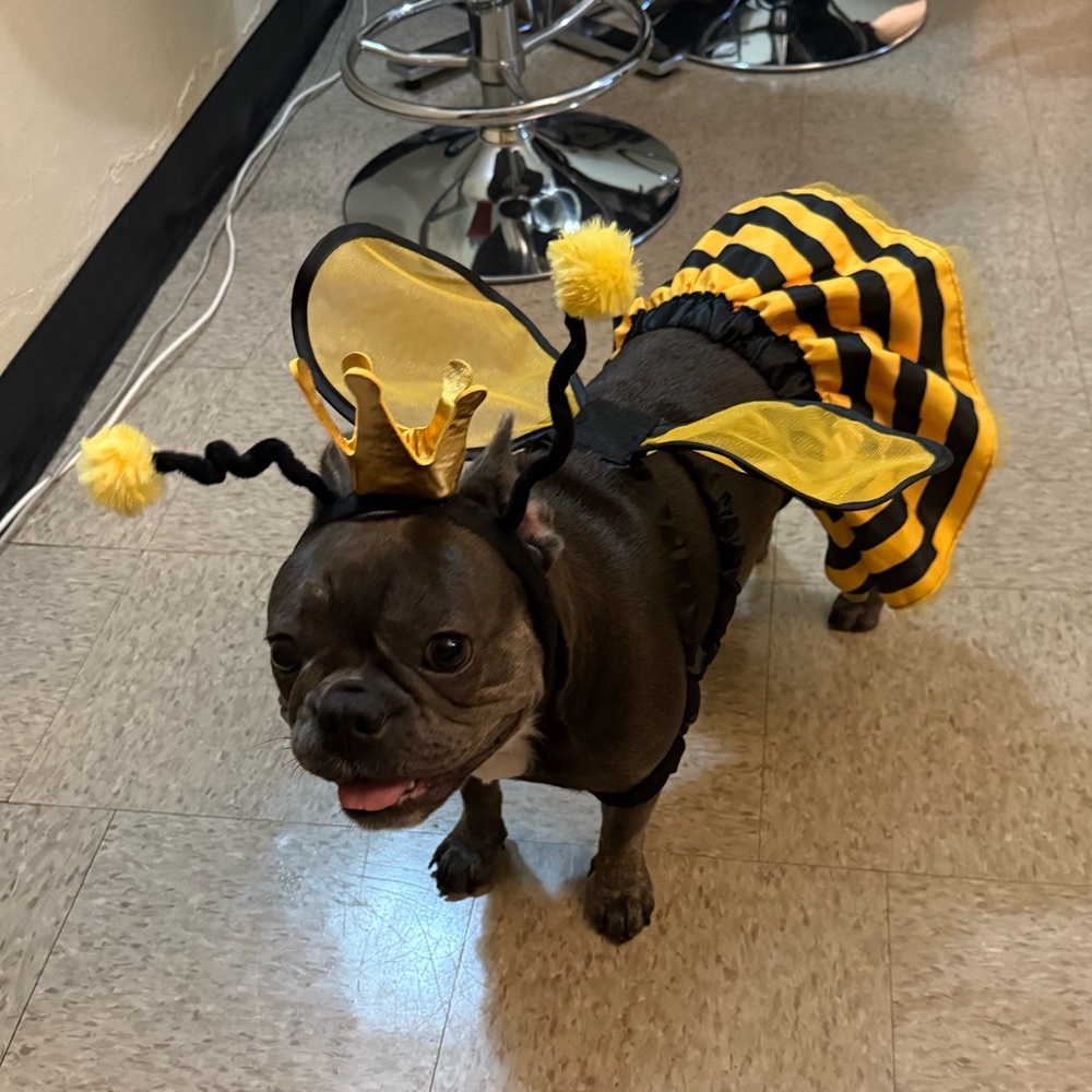 🐝 Halloween pet Costume with skirt, Headband and Wings